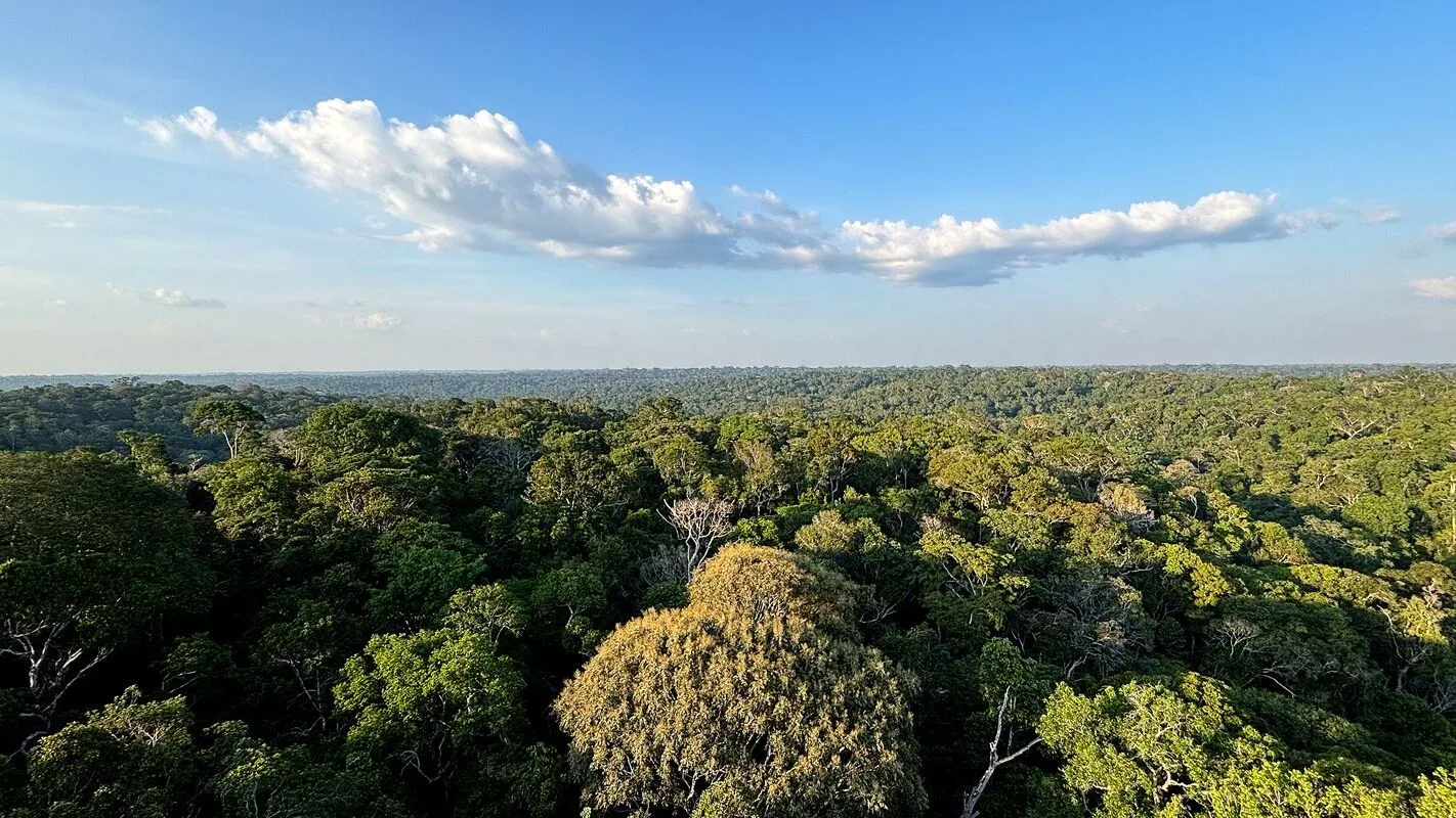 Vista aérea de floresta tropical densa e preservada, com copas de árvores verdes sob céu com nuvens