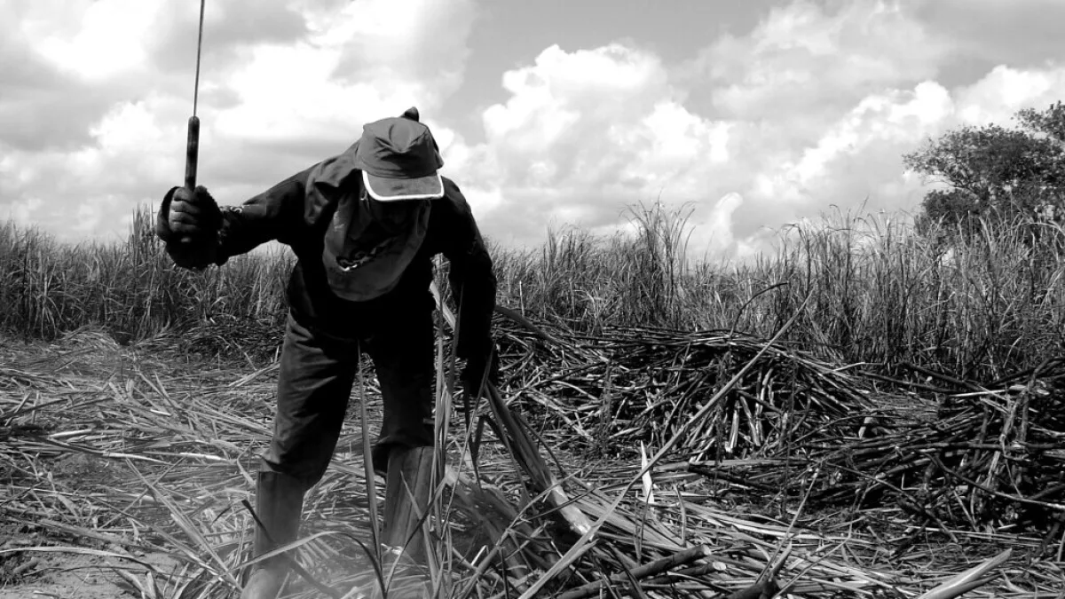 Trabalhador rural em plantação de cana-de-açúcar