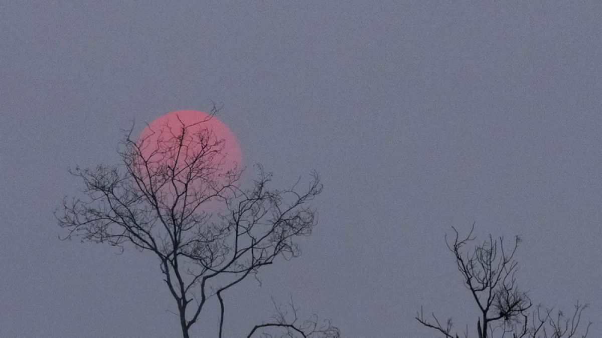Sol avermelhado pela fumaça das queimadas sobre árvore no Parque Estadual Sumaúma, em Manaus