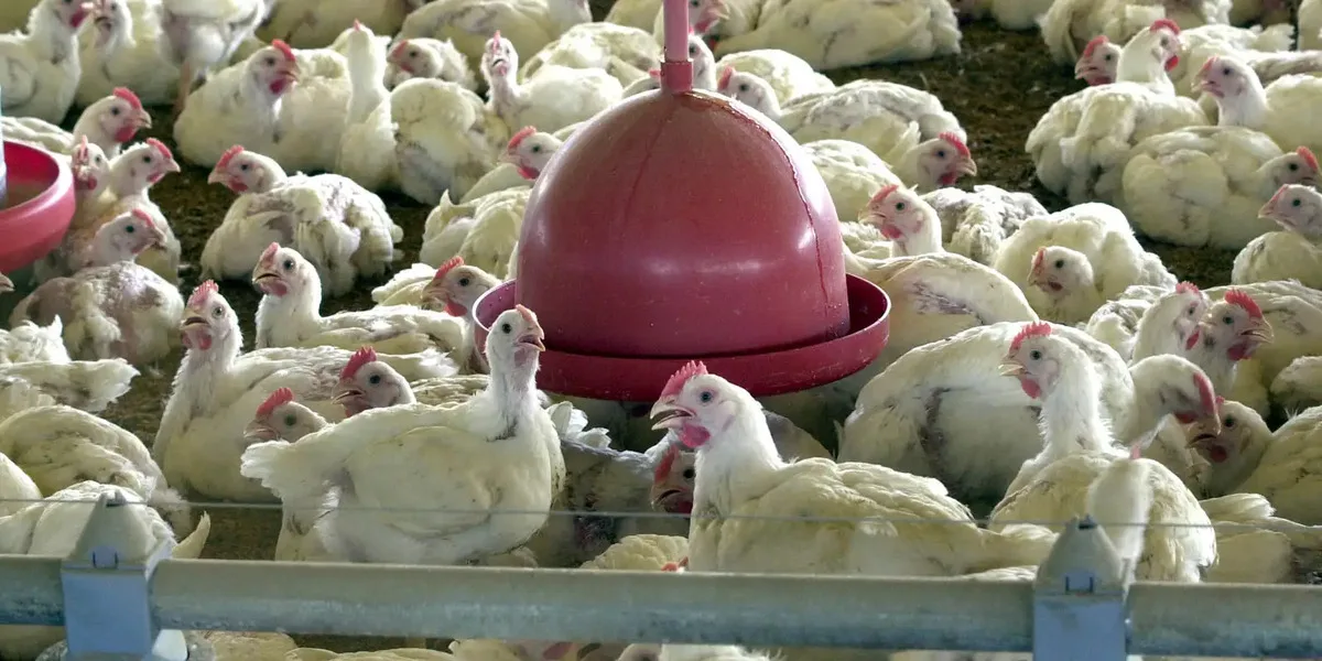 Frangos de corte em aviário no Brasil, foto de arquivo da Agência Brasil