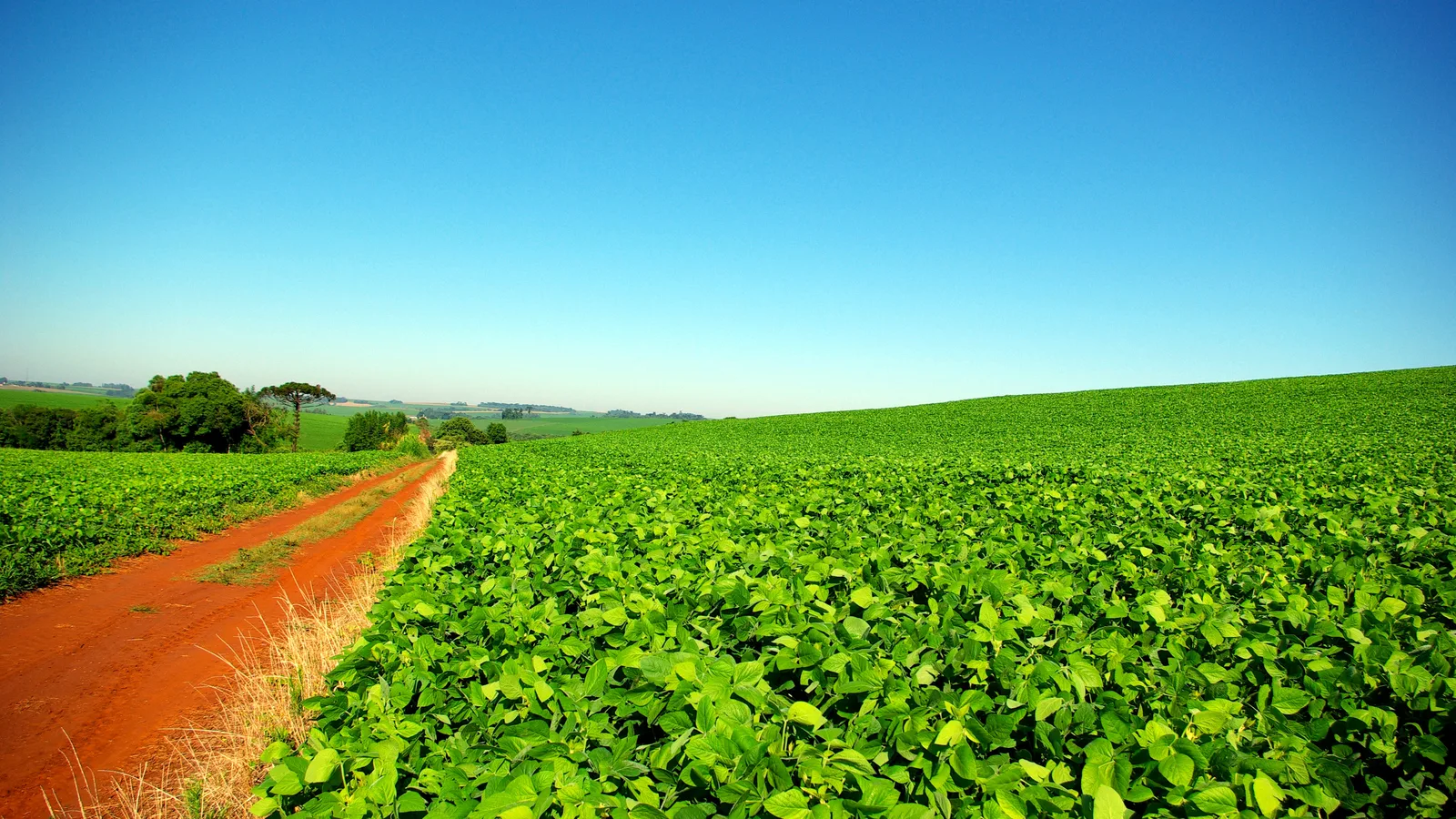Plantação de soja verde e extensa sob céu azul, representando o agronegócio atendido pela Basf