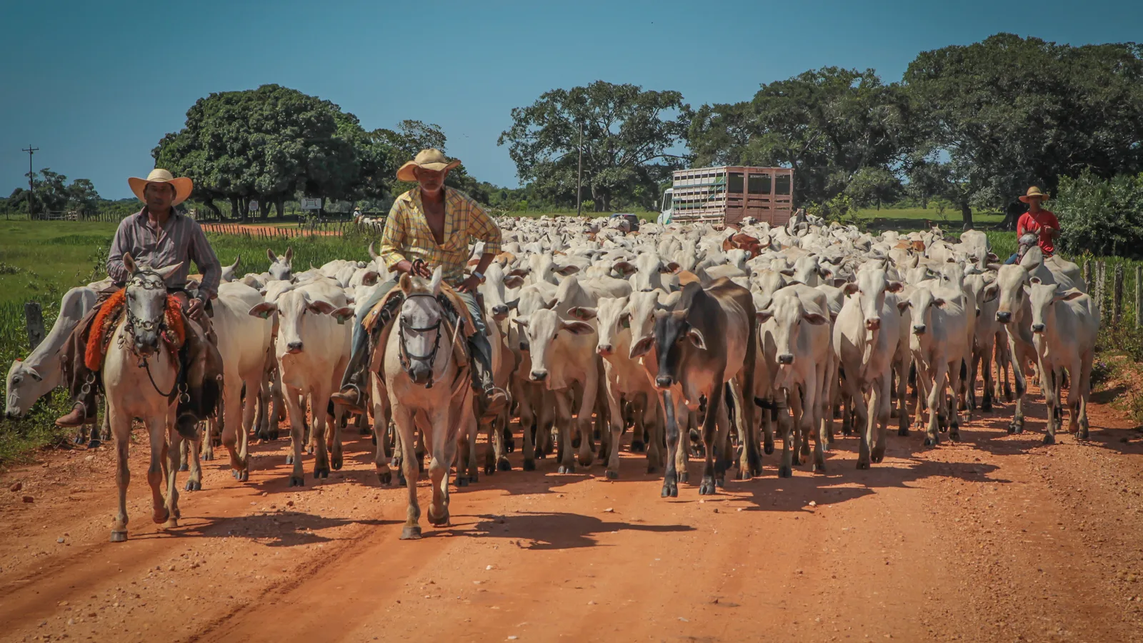 Boiada de gado nelore sendo conduzida por pantaneiros a cavalo em estrada de terra